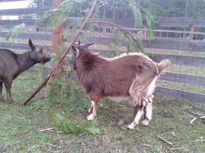 Goats at True Love Whole Foods farm, Nanaimo